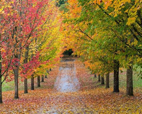 fall colors oregon 2023|fall colors in oregon.